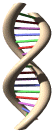 dnanim.gif (35913 bytes)